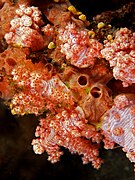 Scleronephthya sp.  (Árvore de coral macio) .jpg