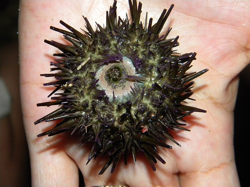 File:Sea urchin (3767528227).jpg