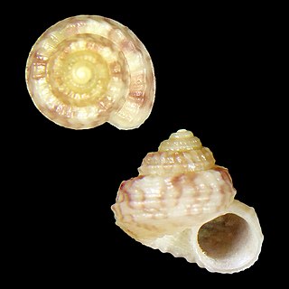 <i>Solariella dedonderorum</i> species of mollusc