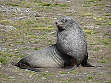 Brown fur seal - Wikipedia