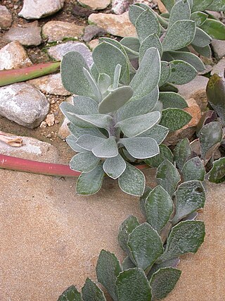 <i>Caputia medley-woodii</i> Species of flowering plant