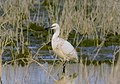 nature, bird (photo near of Basra)