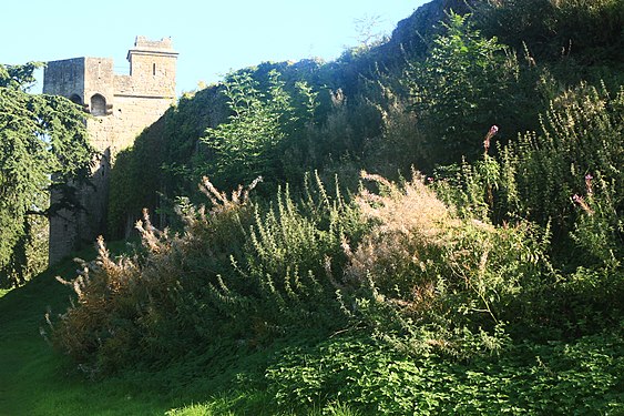 Wild flowers in shadow at Caldicot Castle