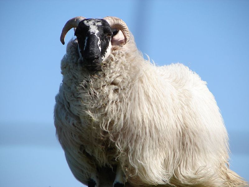 File:Sheep on the isle of Lewis.jpg