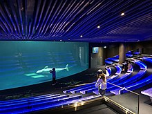 しまね海洋館アクアスのシロイルカパフォーマンスプール