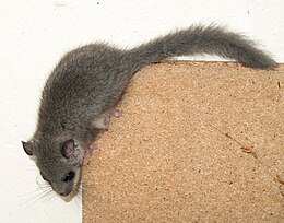 Nagy pele (Glis glis)