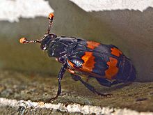 Silphidae - Nicrophorus interruptus.JPG