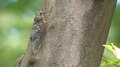 File:Singing cicada (Tsuku-tsuku boushi).webm
