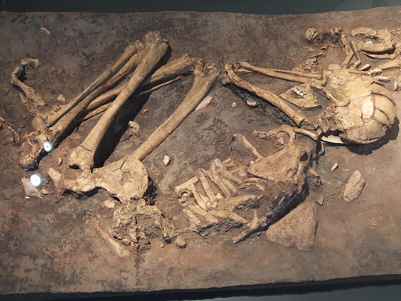 File:Skeleton of woman.jpg