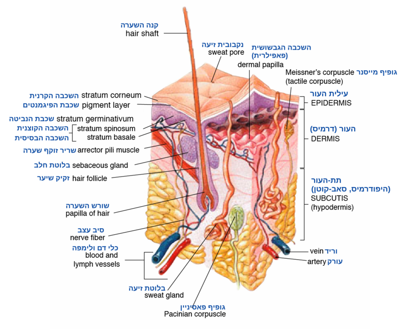 File:Skin.png - Wikipedia