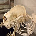 Skull of Enhydra lutris.jpg