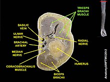 neurovascular structures related to the triceps bacchii and their