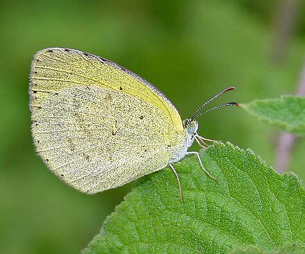 Sưu tập Bộ cánh vảy 3 - Page 11 440px-Small_Grass_Yellow_%28Eurema_brigitta%29_in_Hyderabad%2C_AP_W_IMG_0313