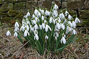 Snowdrops in Lothersdale Churchyard