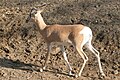 Gazelle St. Louis Zoo