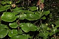 Soldanella villosa (fructification)