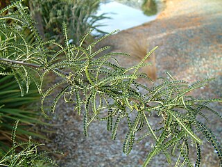 <i>Sophora longicarinata</i> Species of plant