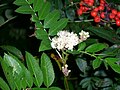 Sorbus americana American mountain-ash