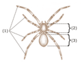 Tagmele arahnidelor (păianjen)1 - picioare; 2 - prosoma; 3 - opistosoma