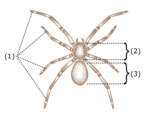Anatomie de l'araignée :
(1) Quatre paires de pattes ambulatoires
(2) Céphalothorax
(3) Opisthosome