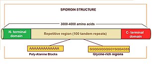 Spidroin Protein found in spider silk