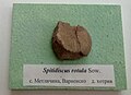 en:Spitidiscus rotula Sowerby, Lower en:Hauterivian, Metlichina, Varna Province at the en:Sofia University "St. Kliment Ohridski" Museum of Paleontology and Historical Geology