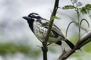 Spot-flanked Barbet - Kenya IMG 5387.jpg