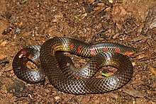 Benekli yeryüzü yılanı Uropeltis maculata.jpg