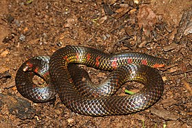 Spotted earth snake Uropeltis maculata.jpg