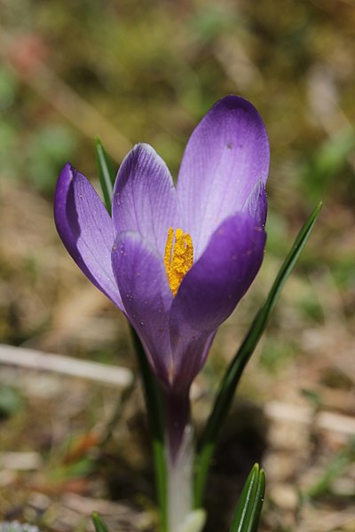 File:Spring Crocus - Crocus vernus - panoramio (20).jpg