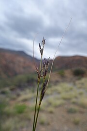 Flowering heads