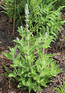 Stachys albens white-hedgenettle plant.jpg