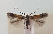 Stagmatophora heydeniella 001.jpg