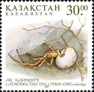 <i>Latrodectus pallidus</i> Species of spider