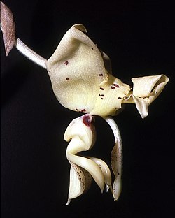 Stanhopea xytriophora Orchi 001. jpg