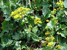 Starr-090519-8088-Delairea odorata-flowers and leaves-Kula-Maui (24325129764).jpg