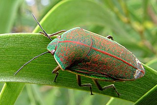 <i>Coleotichus blackburniae</i> Species of true bug