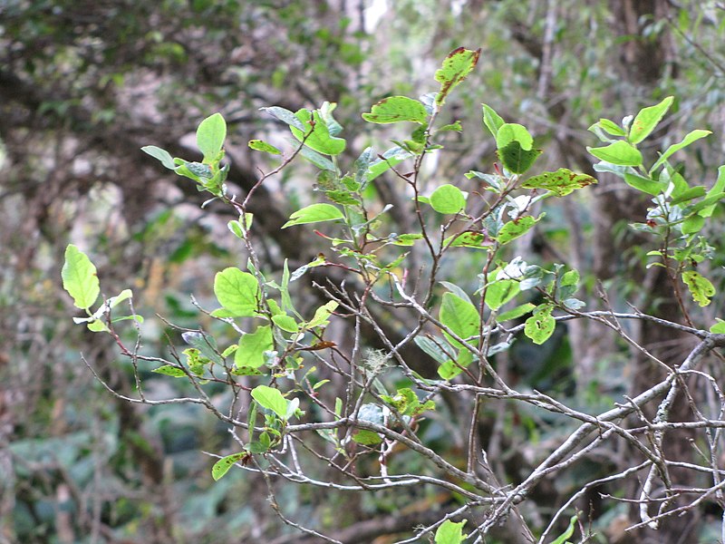 File:Starr-111003-0408-Vaccinium calycinum-leaves-Waikamoi Flume Rd-Maui (24490933943).jpg