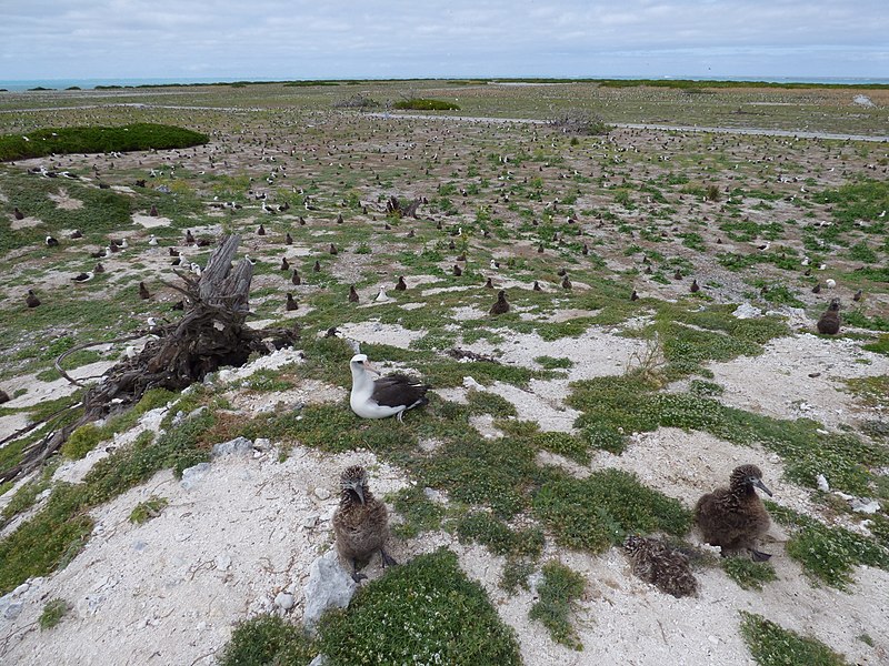 File:Starr-150402-0915-Brassica juncea-habit and Laysan Albatrosses-Central Eastern Island-Midway Atoll (25181203211).jpg