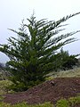 Juniperus bermudiana