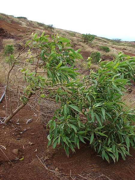 File:Starr 080209-2627 Myoporum sandwicense.jpg