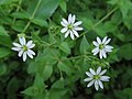 Myosoton aquaticum (= Stellaria aquatica)