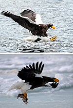 Thumbnail for File:Steller's Sea Eagle hunting a fish.jpg