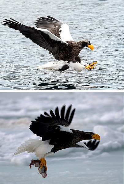 File:Steller's Sea Eagle hunting a fish.jpg