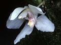 Stenia pastorellii flower