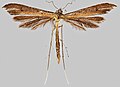 Stenoptilia pterodactyla.jpg