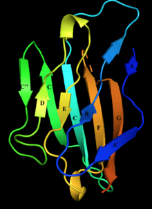 Struktur der extrazellulären Domäne von Myelin Protein Zero mit markierten BetaSheets .png