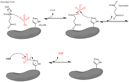 Mecanismo da reacción catalizada pola succinil-CoA sintetase.