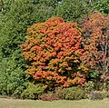 * Nomination Sugar maple in fall in Prospect Park, Brooklyn --Rhododendrites 13:11, 26 October 2022 (UTC) * Promotion  Support Good quality. --Tournasol7 13:26, 26 October 2022 (UTC)