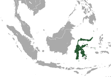 Sulawesi Flying Fox daerah.png